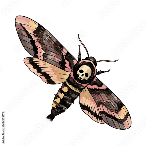 Detailed watercolor vector illustration of a Death's-head hawkmoth, showcasing the iconic skull marking on its thorax isolated on white