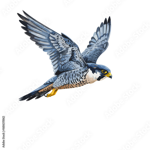 Detailed watercolor vector illustration of a peregrine falcon in mid-flight, showcasing its speed and predatory grace on a clean background