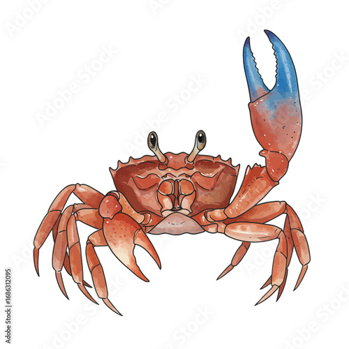 A detailed watercolor vector illustration of a red and blue fiddler crab with one large claw raised in a friendly wave on an isolated white background