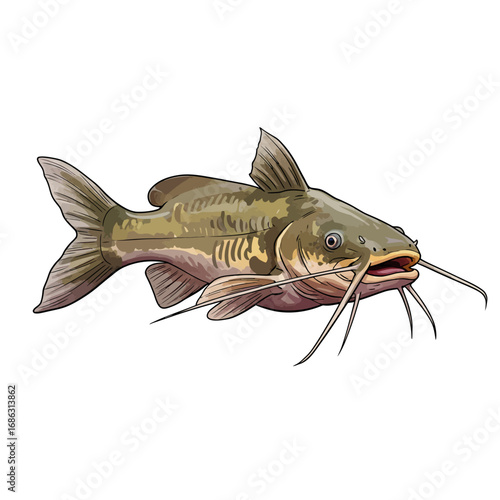 Detailed vector illustration of a freshwater channel catfish isolated on a white background. Realistic cartoon drawing of a river fish