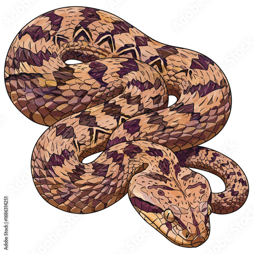 Hand-drawn vector graphic of a venomous pit viper snake with intricate brown and purple patterns, coiled defensively on a white background