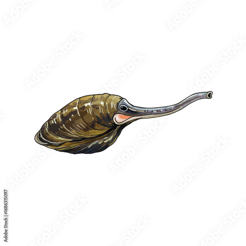 Detailed watercolor vector illustration of a geoduck clam, panopea generosa. Scientific zoological drawing of a marine mollusk isolated