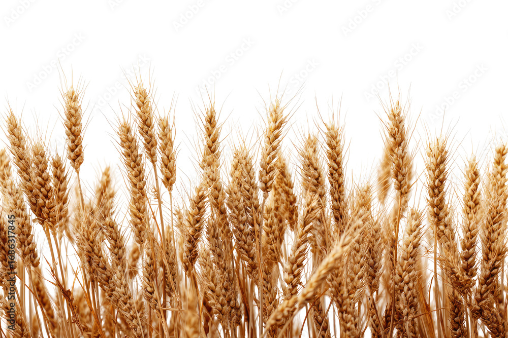 Fototapeta premium Golden wheat stalks against black