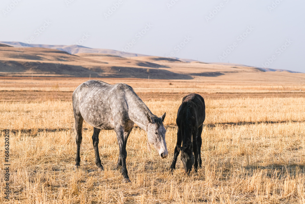 Obraz premium Gray horse and black foal grazing in a dry field. Livestock in rural pasture. Breeding and farming concept for ranch.
