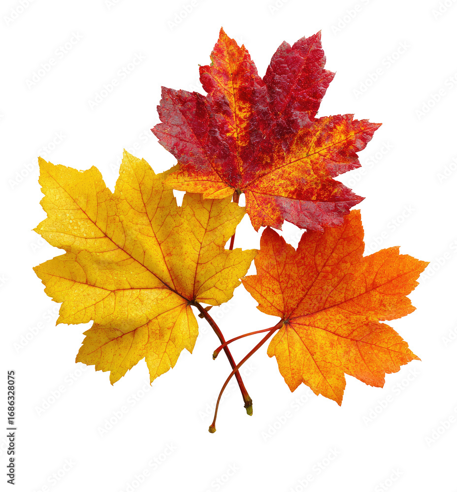 Fototapeta premium Three vibrant autumn leaves, a cluster of orange, yellow, and red hues, showcasing the beauty of fall foliage