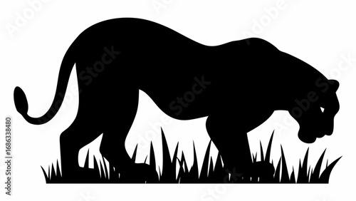 Silhouette of a black panther walking through grass with its head down in a hunting position on white