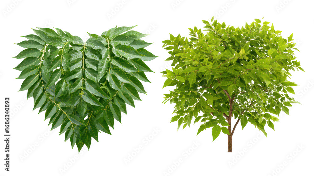 Fototapeta premium Neem Tree and Peepal Tree Side by Side with Heart-Shaped Leaves on Transparent Background
