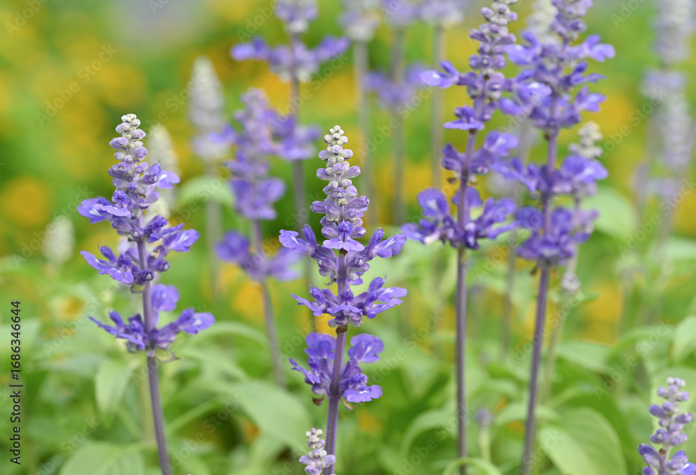 Obraz premium A close-up of a vibrant blue salvia flower spike, showcasing its delicate individual blossoms and fuzzy texture, against a softly blurred green and purple background.