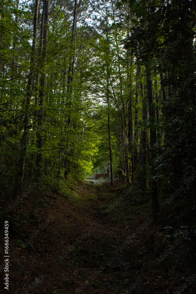 Fototapeta premium A dried creek with trees looming over the clearing