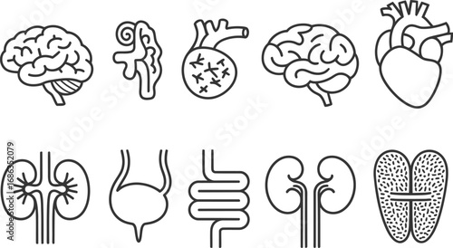 Collection of hand drawn human organ icons for medical and educational use