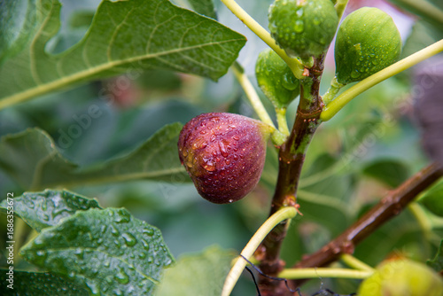 Close-up of a ripe fig hanging on the tree with fresh water droplets, highlighting its natural texture and vibrant colors. 