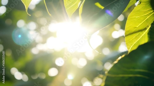 Close-up view of vibrant green leaves illuminated by sunlight, creating a serene atmosphere. Soft bokeh effect adds to the tranquility of nature's beauty in this lush environment.