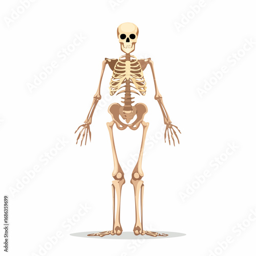 Human Skeleton Front View Labeled – Medical Educational AI-Generated Vector Illustration