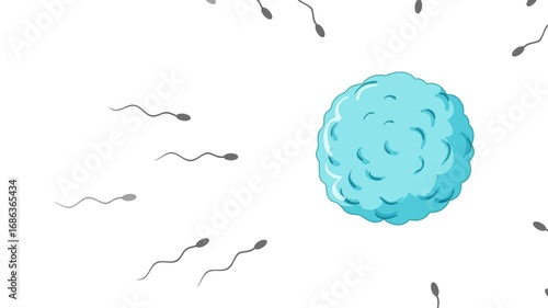 Human Sperm Approaching and Fertilizing Egg Cell Animation Sequence