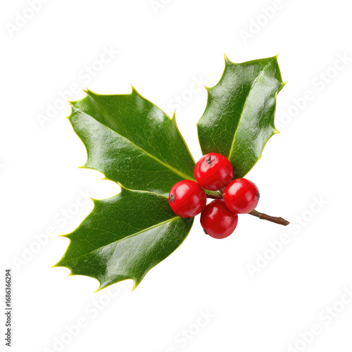 Close-up of holly sprig with vibrant red berries and deep green leaves (4)