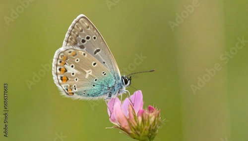 Wallpaper Mural Butterfly on pink flower Torontodigital.ca