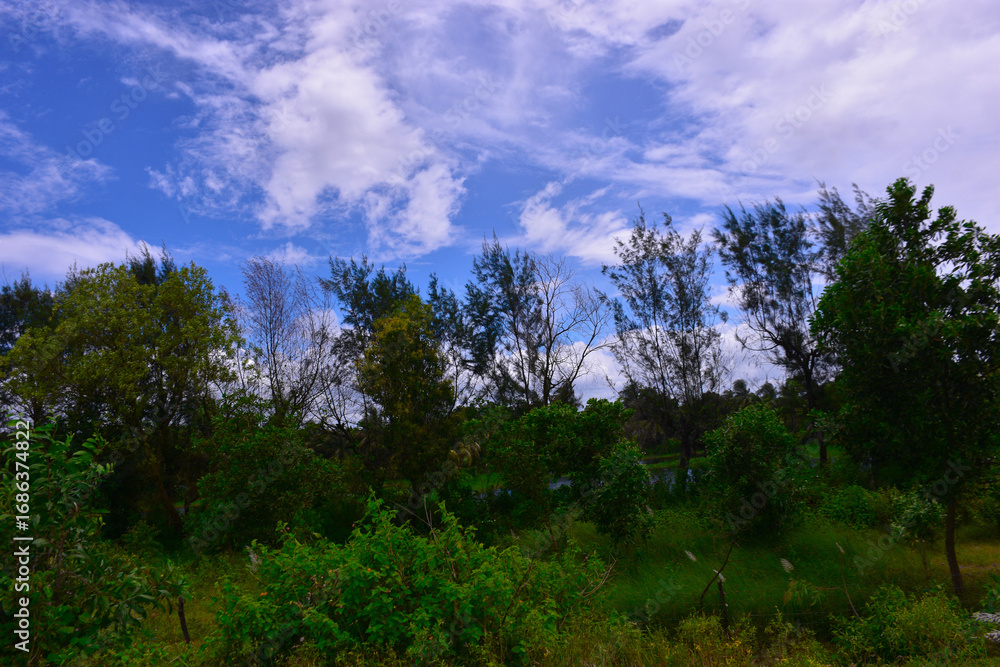 Fototapeta premium clouds over the forest