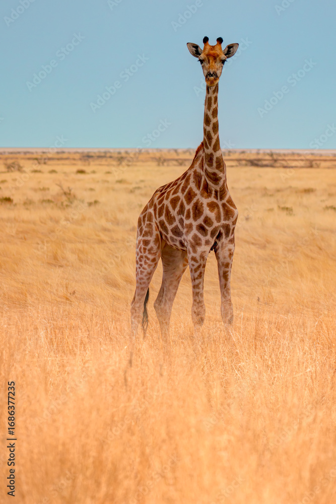 Obraz premium Giraffe walking in yellow grass on the Ethosa national park, Namibia