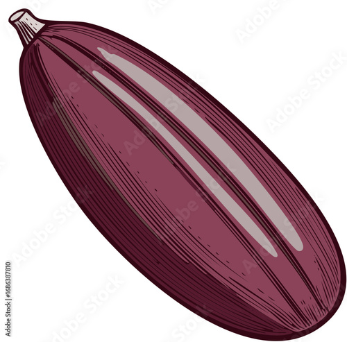 Stylized illustration of a fresh zucchini squash isolated on white