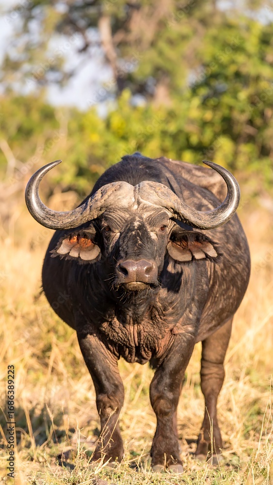 Obraz premium African Buffalo Facing Forward