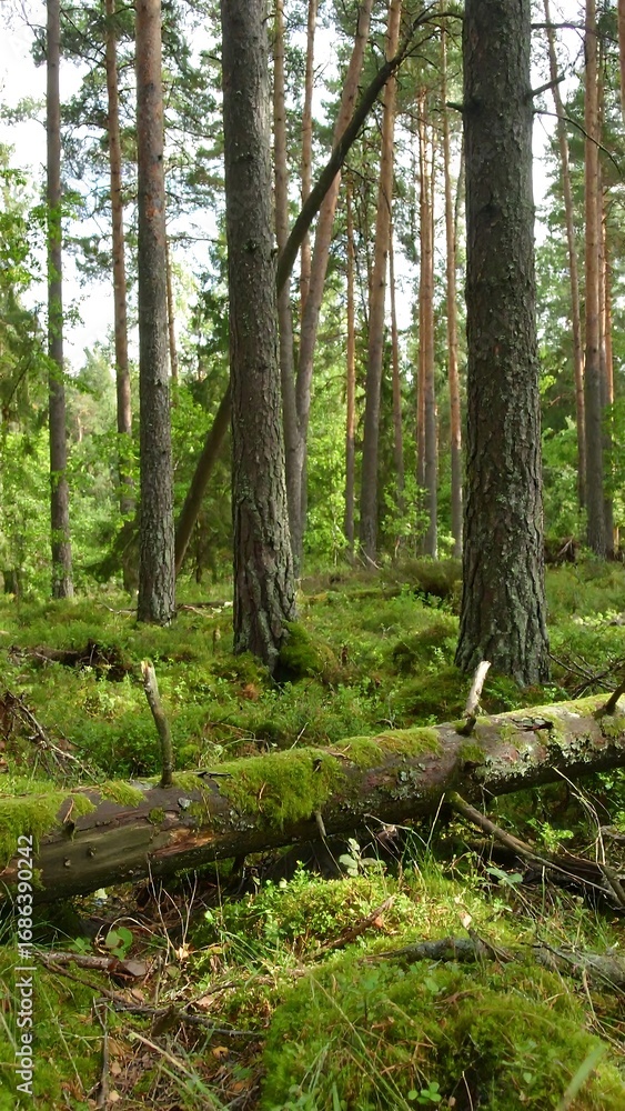 Fototapeta premium Lush green forest floor carpeted in moss and fallen logs, showcasing tall pine trees.