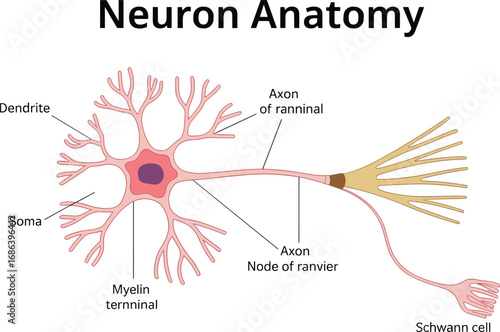Neuron anatomy illustration, labeled nerve cell structure, dendrite soma axon diagram, neuroscience education chart, biology medical vector, brain science design.