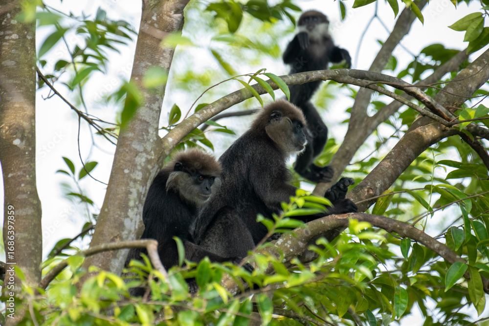 Obraz premium An endangered arboreal monkey endemic to Sri Lanka. It has a dark face with a light-colored beard and a crown of brown fur on its head.