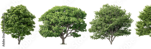 Four lush green trees in a horizontal row