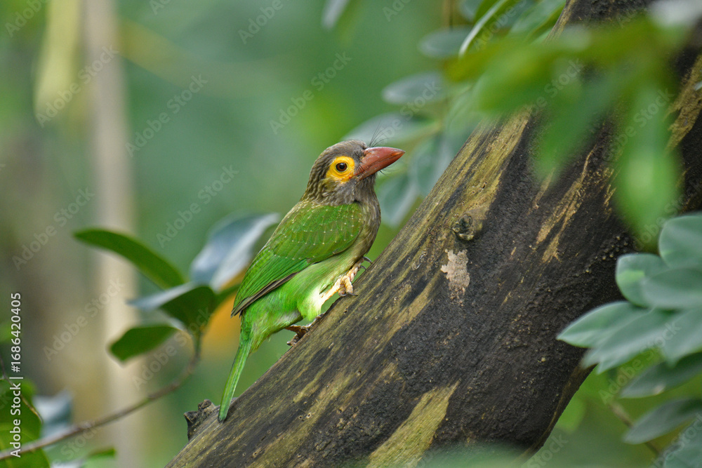 Naklejka premium The image shows a Brown-headed Barbet, a colorful bird with a brown head, vibrant yellow eyes, and a reddish beak, perched on a branch amidst lush green foliage.