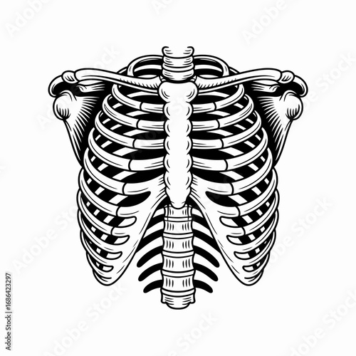 x ray of human spine