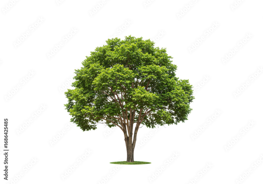 Fototapeta premium Green tree isolated on transparent background