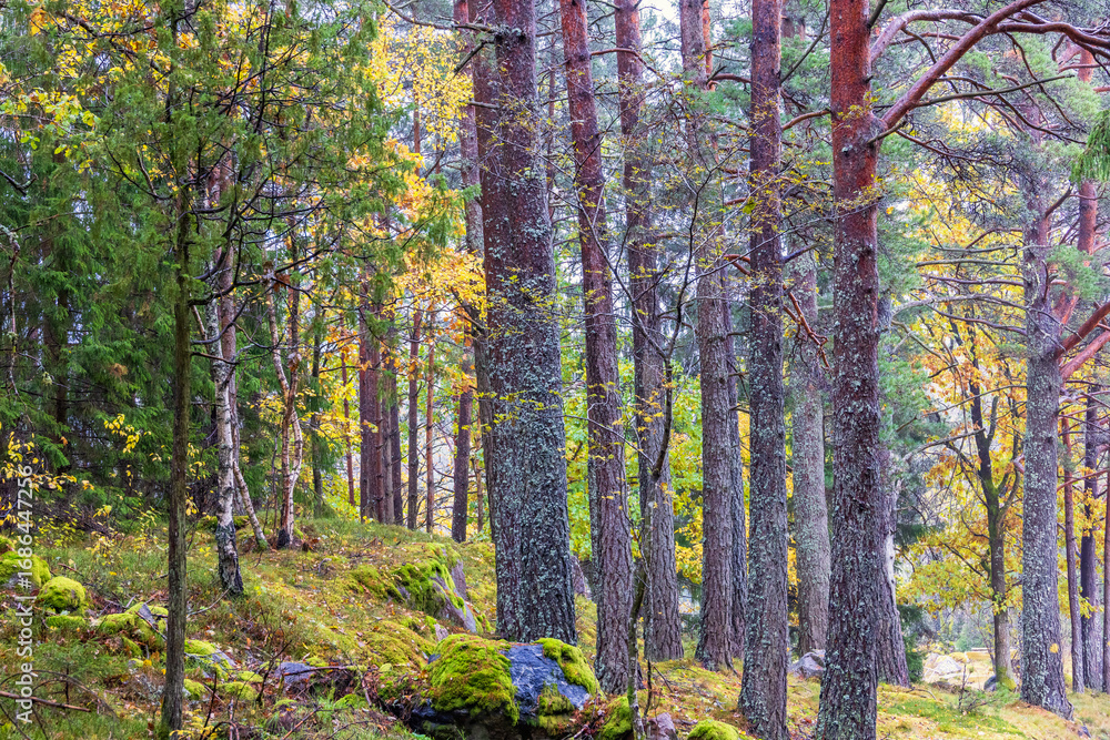 Obraz premium Autumn colors in a mixed forest
