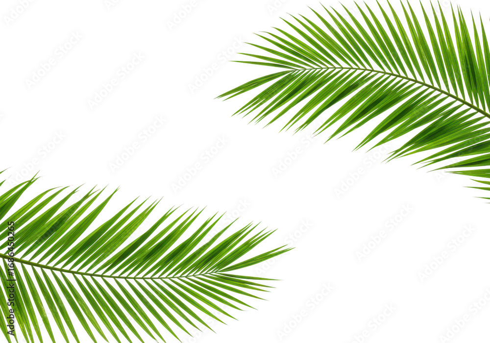 Fototapeta premium Two green palm leaves isolated on transparent background