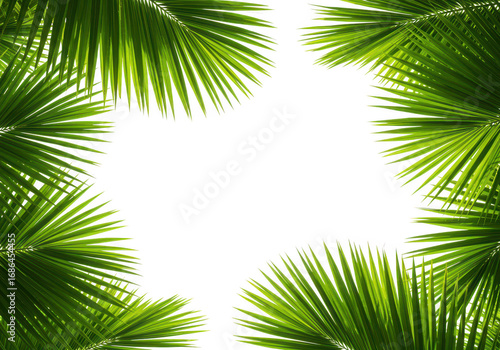 Green palm leaves forming a frame isolated on transparent background