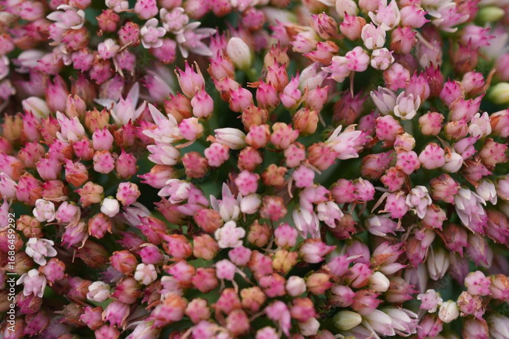 Fototapeta premium Pink kalanchoe flowers top view – macro close-up Top view macro photo of blooming pink kalanchoe flowers with soft petals and vibrant color. Succulent ornamental plant often used in home decor 