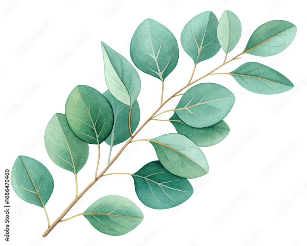 Fototapeta premium Eucalyptus Branch: A vibrant sprig of eucalyptus branch, showcasing delicate leaves in soft, inviting tones and perfect for adding a touch of natural elegance to your design.