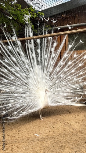 White peacock in the zoo. Beautiful peacock in the zoo with freathers out.