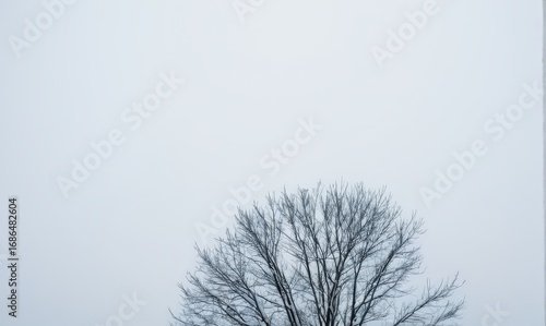 Leafless tree stands alone against a soft gray sky, showcasing intricate branches and a serene atmosphere, evoking feelings of solitude and reflection in nature	