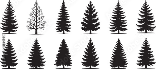 
Silhouettes of various evergreen trees in a forest