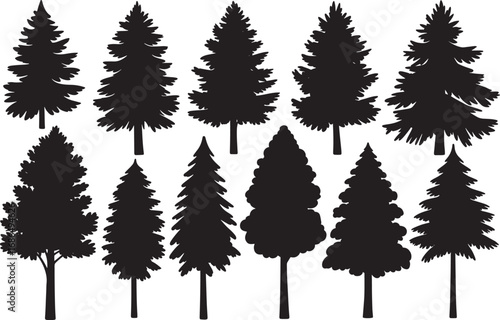 
Silhouettes of various evergreen trees in a forest