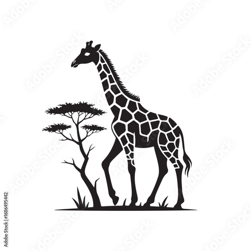 Silhouette of a Giraffe Standing Next to an Acacia Tree in the Savanna