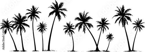 Palm Tree Silhouette Border on White Background