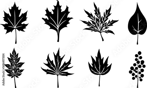 Set of Stylized Black and White Leaf Silhouettes