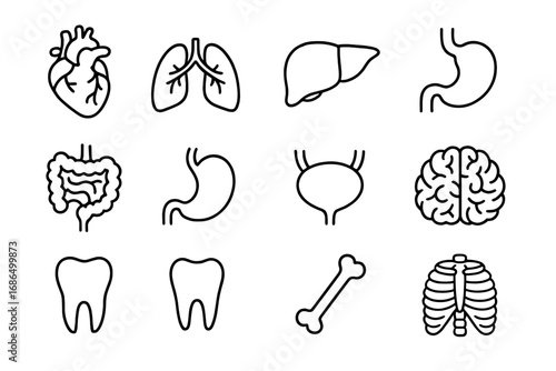 Detailed internal organs, teeth, and bones line icons set, editable stroke vector cartoon style, perfect for websites, books, educational apps, medical cards, and health projects