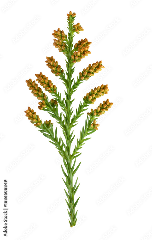 Naklejka premium スギ 2月撮影