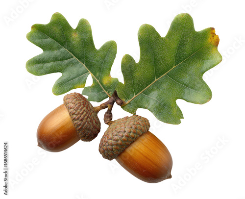 Two acorns attached to a branch with green oak leaves