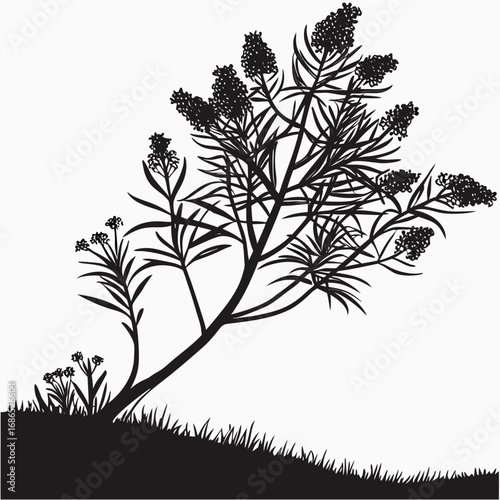 black and white hebe red hugh