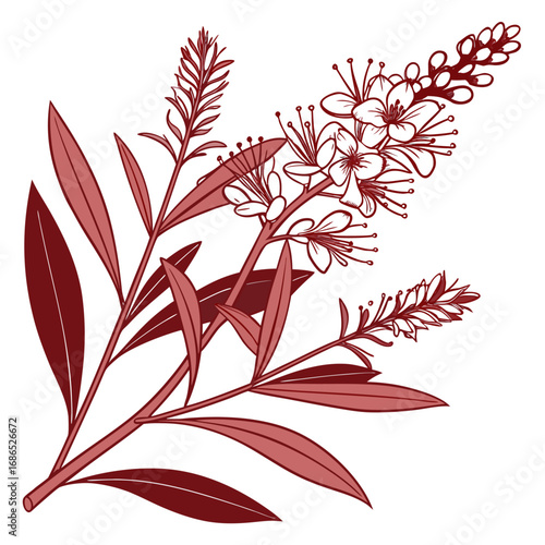hebe red hugh vector