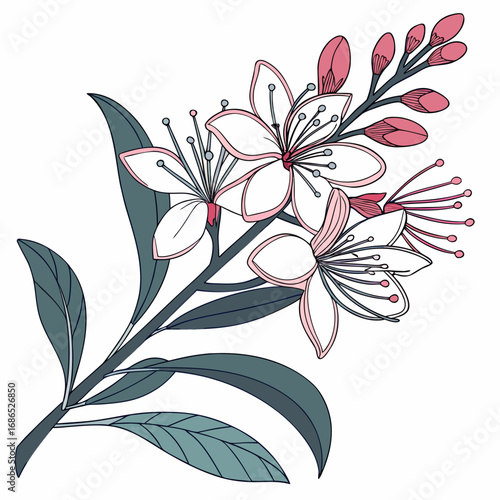 hebe delicate flower on white background 