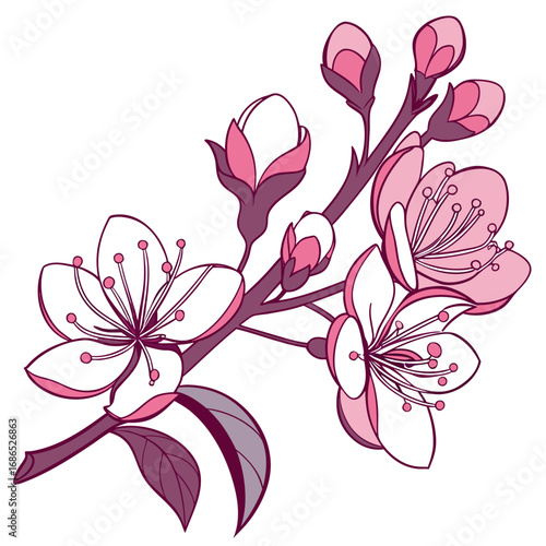 hebe delicate flower on white background 